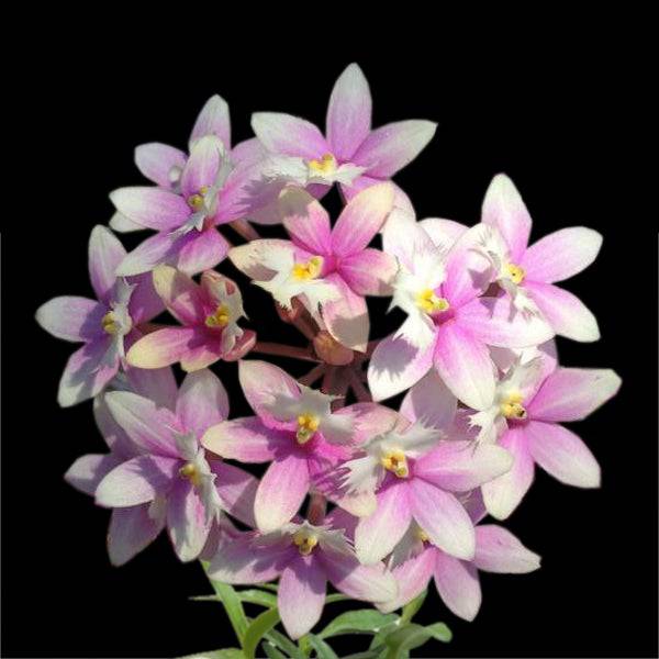 Epidendrum Max Valley 'Shiranui'- Without Flowers | BS - Buy Orchids Plants Online by Orchid-Tree.com