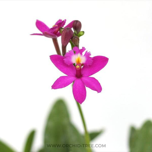 Epidendrum Miracle Valley 'Nodeshiko'- Without Flowers | BS - Buy Orchids Plants Online by Orchid-Tree.com