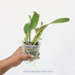 Cattleya jenmanii var coerulea - Without Flowers | BS - Buy Orchids Plants Online by Orchid-Tree.com