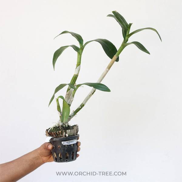 Dendrobium Sonia - Without Flowers | BS - Buy Orchids Plants Online by Orchid-Tree.com