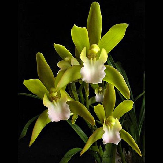 Cymbidium Tiger Tail - Without Flowers | BS - Buy Orchids Plants Online by Orchid-Tree.com