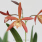 Encyvola Jairak Canary 'Orange' - With Flower | FF - Buy Orchids Plants Online by Orchid-Tree.com