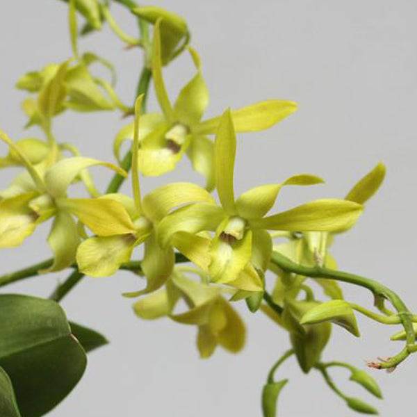 Dendrobium Rabbit Green - Without Flowers | BS - Buy Orchids Plants Online by Orchid-Tree.com