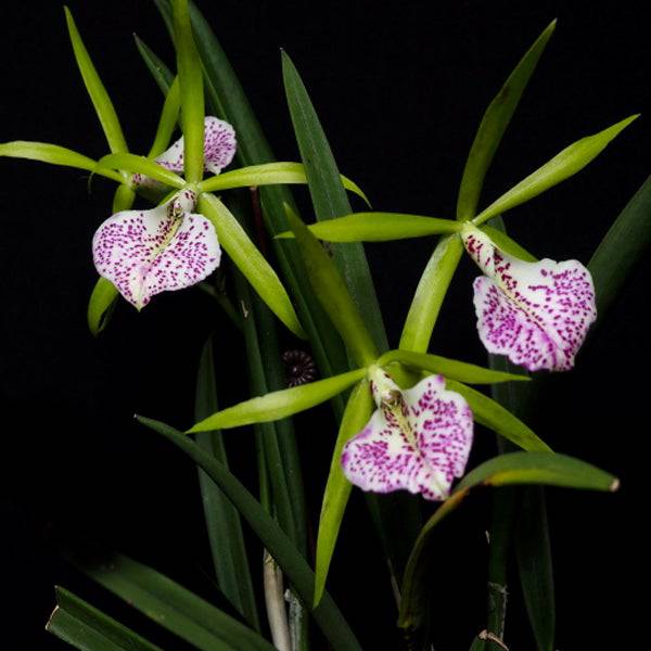 Cattleya (Bc.) Nakornpathome Silver- Without Flowers | BS - Buy Orchids Plants Online by Orchid-Tree.com