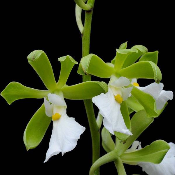 Encyclia cordigera alba sp. - With Flowers | FF - Buy Orchids Plants Online by Orchid-Tree.com