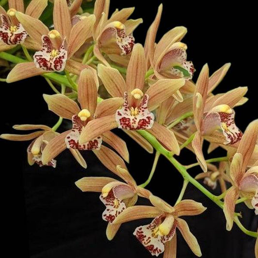 Cymbidium Aart's Dream - Without Flowers | BS - Buy Orchids Plants Online by Orchid-Tree.com