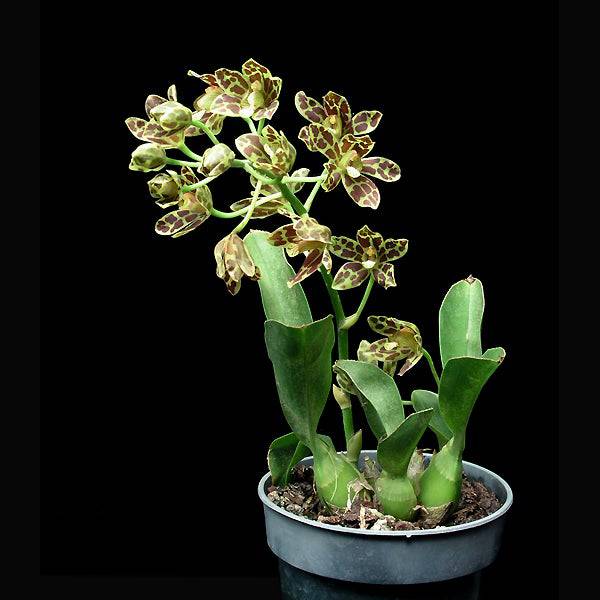Grammatophyllum scriptum var. kiilani - Without Flowers | BS - Buy Orchids Plants Online by Orchid-Tree.com
