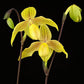 Paphiopedilum armeniacum x rothschildianum - Without Flowers | BS - Buy Orchids Plants Online by Orchid-Tree.com