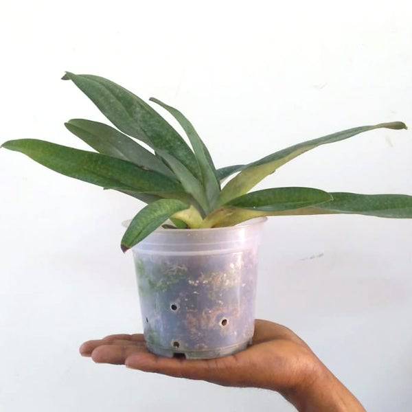 Paphiopedilum armeniacum x rothschildianum - Without Flowers | BS - Buy Orchids Plants Online by Orchid-Tree.com