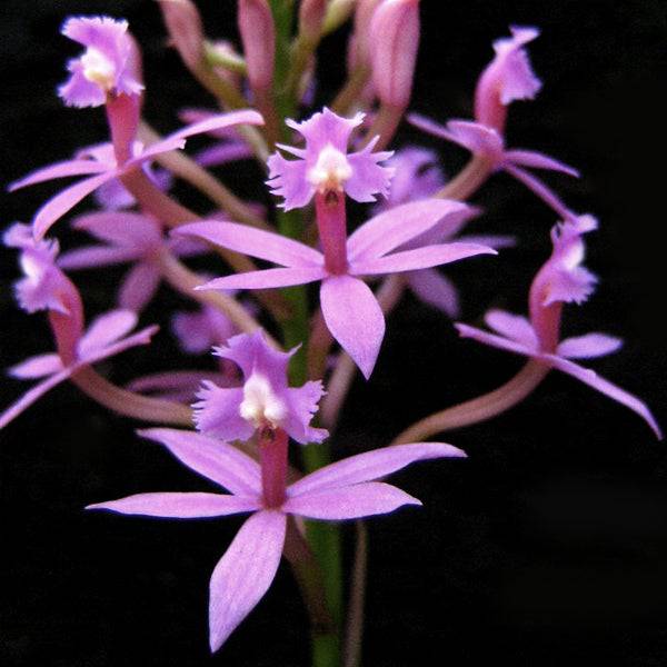 Epidendrum Japan Violet - Without Flowers | BS - Buy Orchids Plants Online by Orchid-Tree.com