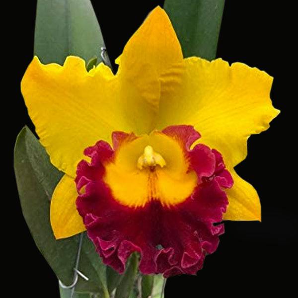 Cattleya (Rlc.) Thaksina Gold - Without Flowers | BS - Buy Orchids Plants Online by Orchid-Tree.com