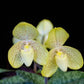 Paphiopedilum concolor sp. - Without Flowers | BS - Buy Orchids Plants Online by Orchid-Tree.com