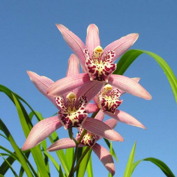 Cymbidium Miss Taipei Unveiled - Without Flowers | BS - Buy Orchids Plants Online by Orchid-Tree.com