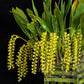 Dendrochillum longifolium sp. - Without Flowers | BS - Buy Orchids Plants Online by Orchid-Tree.com
