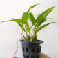 Dendrochillum longifolium sp. - Without Flowers | BS - Buy Orchids Plants Online by Orchid-Tree.com