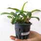 Cattleya (Lc.) Dakao 'Flammea Enami' - Without Flowers | BS - Buy Orchids Plants Online by Orchid-Tree.com