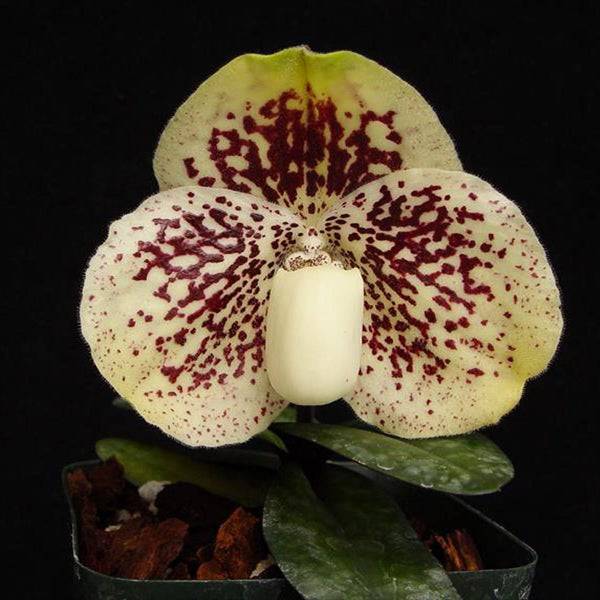 Paphiopedilum godefroyae sp. - Without Flowers | BS - Buy Orchids Plants Online by Orchid-Tree.com