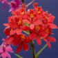 Epidendrum Prism Valley x Miracle Valley ''Kagaribi'' - Without Flowers | BS - Buy Orchids Plants Online by Orchid-Tree.com