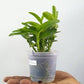 Epidendrum Prism Valley x Miracle Valley ''Kagaribi'' - Without Flowers | BS - Buy Orchids Plants Online by Orchid-Tree.com