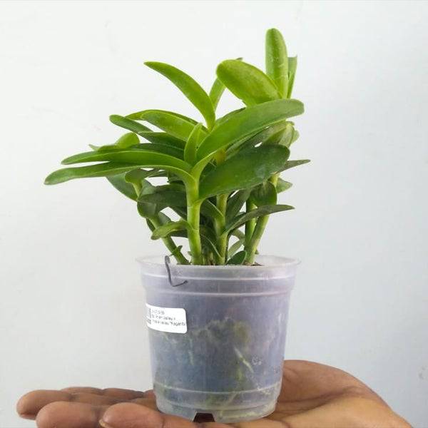 Epidendrum Prism Valley x Miracle Valley ''Kagaribi'' - Without Flowers | BS - Buy Orchids Plants Online by Orchid-Tree.com