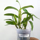 Dendrobium Maloflake - Without Flowers | BS - Buy Orchids Plants Online by Orchid-Tree.com