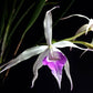 Cattleya B. cucullata x L. purpurata - Without Flowers | BS - Buy Orchids Plants Online by Orchid-Tree.com