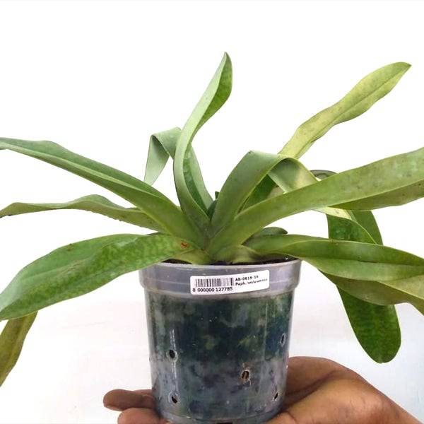 Paphiopedilum Woluwense  - Without Flowers | BS - Buy Orchids Plants Online by Orchid-Tree.com