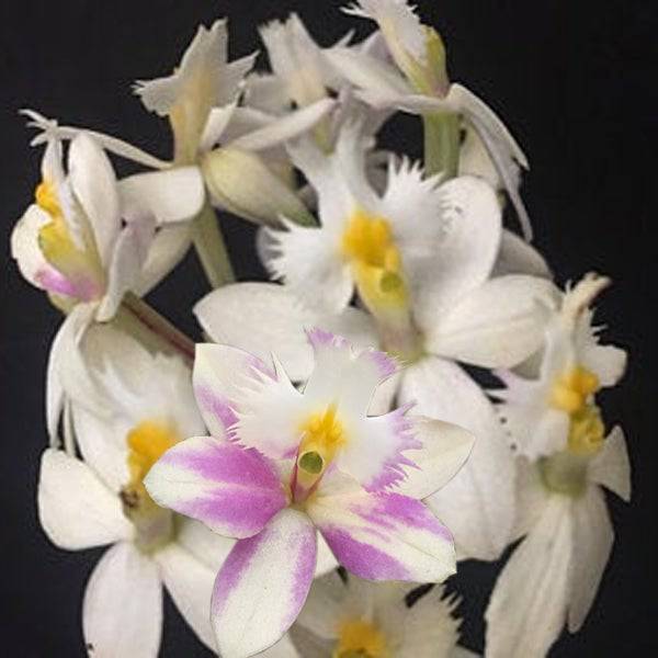 Epidendrum Wedding Valley 'Yukimai' - Without Flowers | BS - Buy Orchids Plants Online by Orchid-Tree.com
