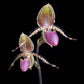 Paphiopedilum Vanguard - Without Flowers | BS - Buy Orchids Plants Online by Orchid-Tree.com
