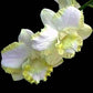 Dendrobium White Doraemon - Without Flowers | BS - Buy Orchids Plants Online by Orchid-Tree.com