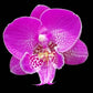 Phalaenopsis New Angel - Without Flowers | BS - Buy Orchids Plants Online by Orchid-Tree.com