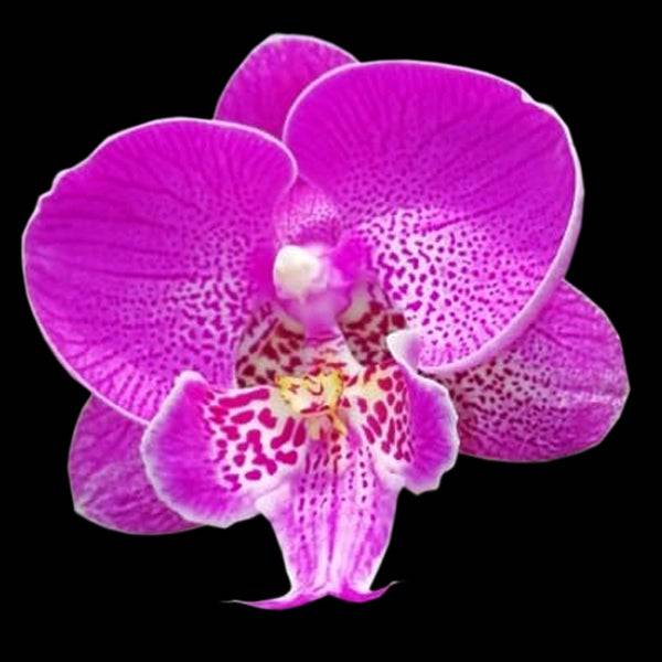 Phalaenopsis New Angel - Without Flowers | BS - Buy Orchids Plants Online by Orchid-Tree.com