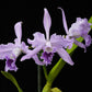 Cattleya L. lobata var coerulea sp. - Without Flowers | BS - Buy Orchids Plants Online by Orchid-Tree.com