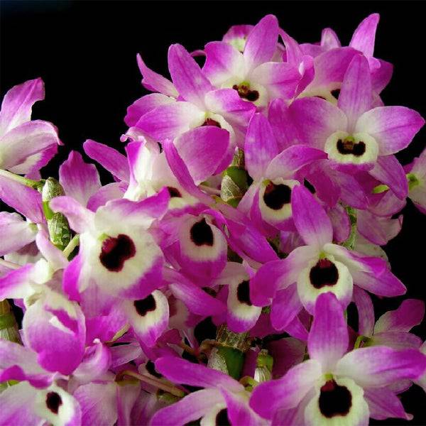 Dendrobium Tomoflake - Without Flowers | BS - Buy Orchids Plants Online by Orchid-Tree.com