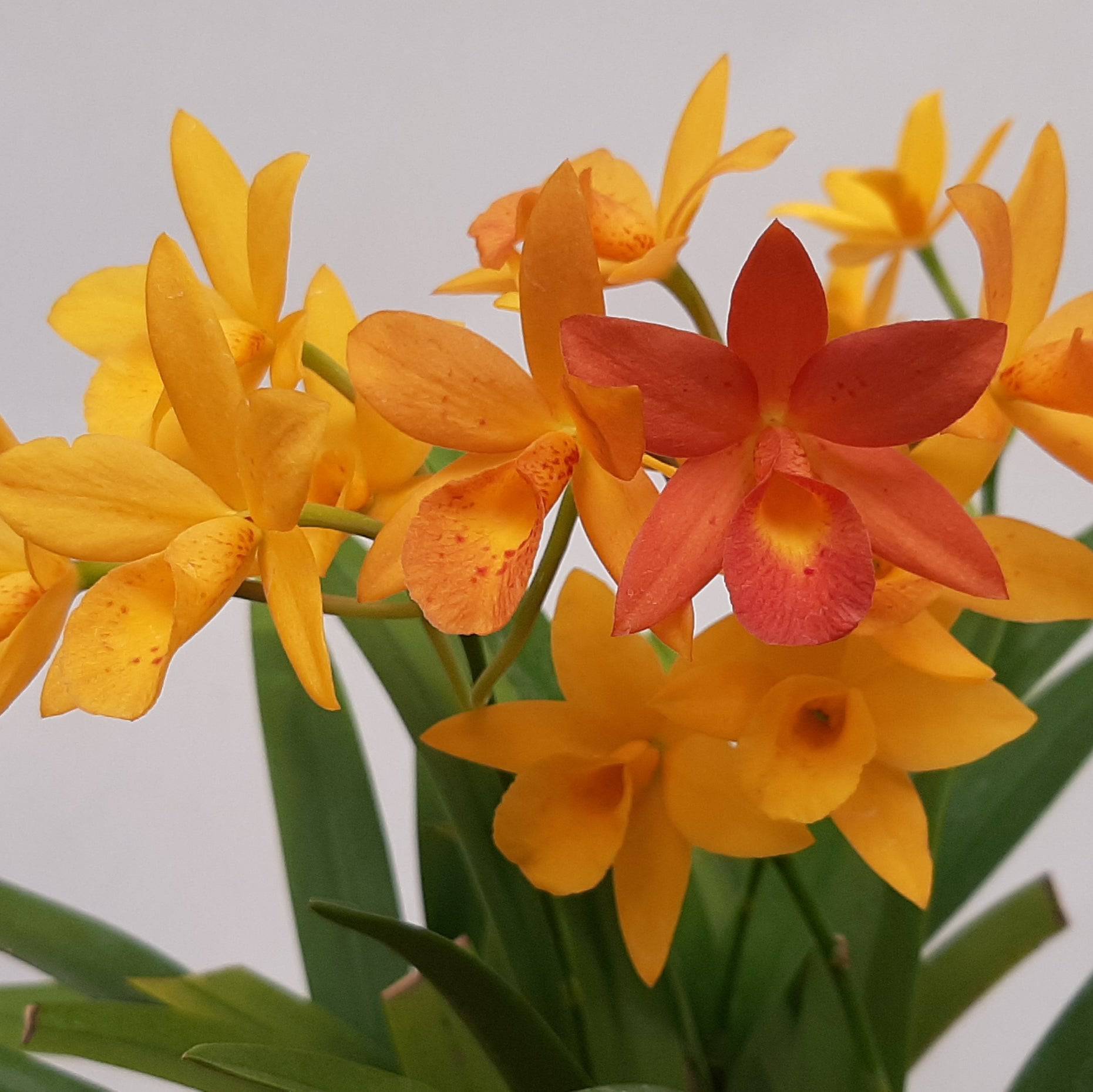 Cattleya Hidden Gold 'Lemon Stardust' - Without Flowers | BS - Buy Orchids Plants Online by Orchid-Tree.com