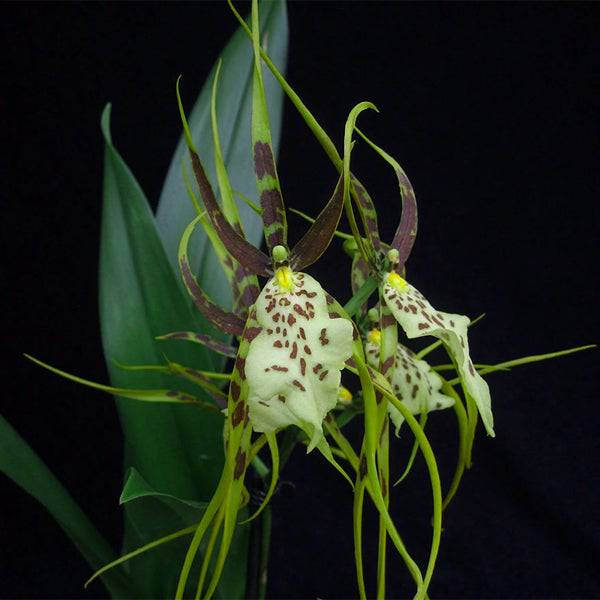 Oncidium Brassia Rex - Without Flowers | BS - Buy Orchids Plants Online by Orchid-Tree.com