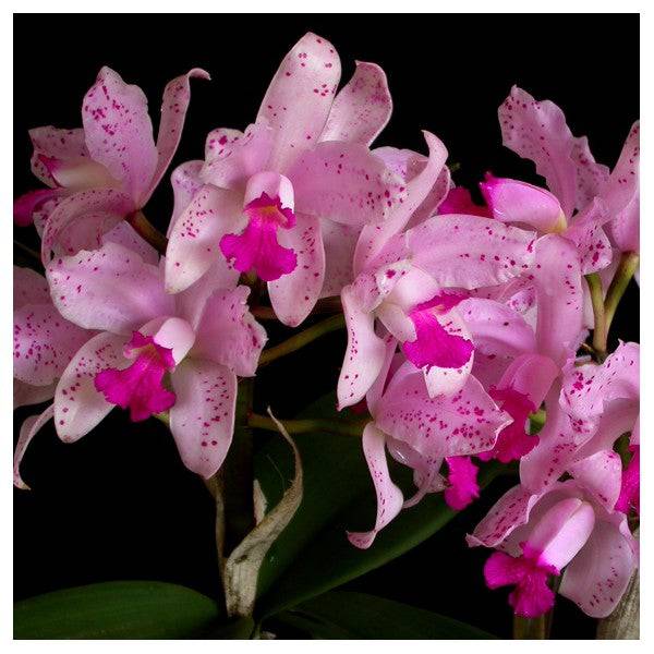 Cattleya amethystoglossa sp. -Without lower |BS - Buy Orchids Plants Online by Orchid-Tree.com