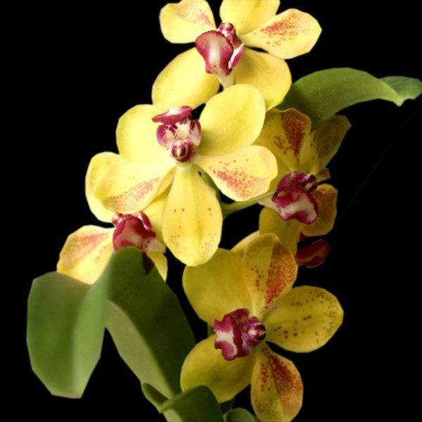 Rhy. Gigantea Orange x Ascocenda Memoria Tienchai 4N - Without Flowers | BS - Buy Orchids Plants Online by Orchid-Tree.com
