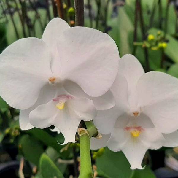 Phalaenopsis Moonlight - Without Flowers | BS - Buy Orchids Plants Online by Orchid-Tree.com