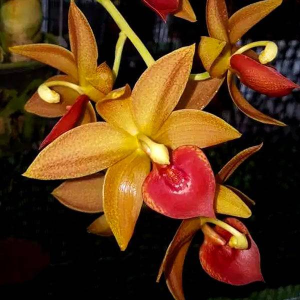 Cycnodes Jumbo Mickey - Without Flowers | BS - Buy Orchids Plants Online by Orchid-Tree.com