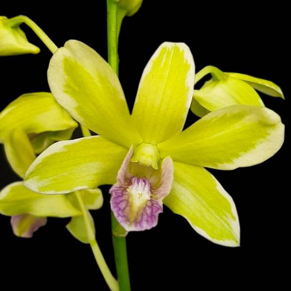 Dendrobium Burana Jade Variegated - Without Flowers | BS - Buy Orchids Plants Online by Orchid-Tree.com