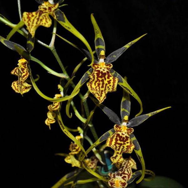 Oncidium (Bnfd.) Gilded Tower 'Mistic Maze'- Without Flower | BS - Buy Orchids Plants Online by Orchid-Tree.com