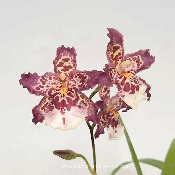 Oncidium (Bur.) Guan Shin Diamond - Without Flowers | BS - Buy Orchids Plants Online by Orchid-Tree.com