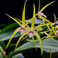 Dendrobium Hilda Poxon - Without Flowers | BS - Buy Orchids Plants Online by Orchid-Tree.com