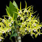 Dendrobium Hilda Poxon - Without Flowers | BS - Buy Orchids Plants Online by Orchid-Tree.com