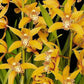 Cymbidium (HTC) Chen's Ruby - Without Flowers | BS - Buy Orchids Plants Online by Orchid-Tree.com