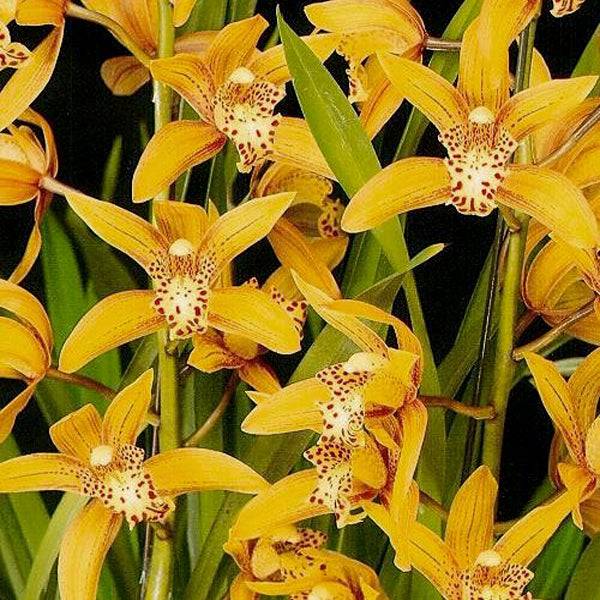 Cymbidium (HTC) Chen's Ruby - Without Flowers | BS - Buy Orchids Plants Online by Orchid-Tree.com