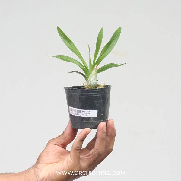 Graphorkis concolor - Without Flowers | BS - Buy Orchids Plants Online by Orchid-Tree.com