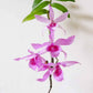 Dendrobium Adastra Red Rose - Without Flowers | BS - Buy Orchids Plants Online by Orchid-Tree.com
