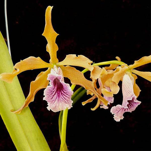 Cattleya (L) grandis sp. - Without Flowers |MS - Buy Orchids Plants Online by Orchid-Tree.com
